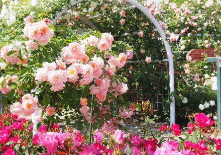 <Web割対象商品>【キングツアーバス旅】どっさどっさ㏌フルーツ王国山梨 ~さくらんぼ&バラ 野菜詰め放題&卵掴み~〔新宿・明大前発〕2